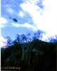 Filename=041McBLoachNearTigerLow.jpg
Filesize=46KiB
Dimensions=390x480
Date added=Feb 15, 2010 041McBLoachNearTigerLow.jpg