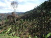 Filename=046McBBananatreesonsouthendofTiger.jpg
Filesize=139KiB
Dimensions=640x480
Date added=Feb 15, 2010 046McBBananatreesonsouthendofTiger.jpg