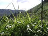 Filename=055McBElephantGrassalongtrail.jpg
Filesize=131KiB
Dimensions=640x480
Date added=Feb 15, 2010 055McBElephantGrassalongtrail.jpg