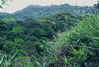 Filename=074McBThejungleofAShau.jpg
Filesize=141KiB
Dimensions=640x432
Date added=Feb 15, 2010 074McBThejungleofAShau.jpg