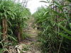Filename=075McBThetrailemergingalongthesouthendofTiger.jpg
Filesize=158KiB
Dimensions=640x480
Date added=Feb 15, 2010 075McBThetrailemergingalongthesouthendofTiger.jpg