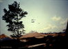 RKWoundedChinook.jpg