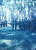 Filename=BertWilliams087.jpg
Filesize=475KiB
Dimensions=717x994
Date added=Jun 18, 2011 BertWilliams087.jpg