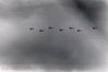 Filename=038Dirnberger Tight formation, tail man joining.jpg
Filesize=50KiB
Dimensions=600x401
Date added=Feb 12, 2010 038Dirnberger Tight formation, tail man joining.jpg