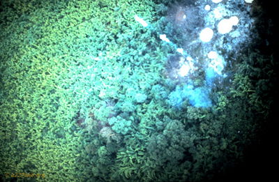 Canister Exploding
Dave Ondrey Photo
