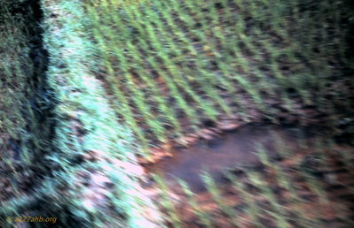 Rice Paddy
Dave Ondrey Photo
