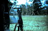 Filename=1969-06_148.JPG
Filesize=251KiB
Dimensions=1226x795
Date added=Apr 25, 2013 1969-06_148.JPG
