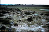 Filename=1969-06_202_cemetery.jpg
Filesize=305KiB
Dimensions=1037x672
Date added=Apr 26, 2013 1969-06_202_cemetery.jpg