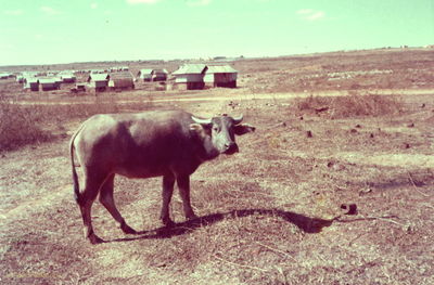 Water buffalo posing near village 
Dennis Howell Photo
