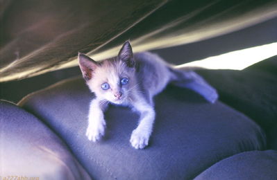  LZ Bird, our baby cat "White One" 
JP Edwards Photo
