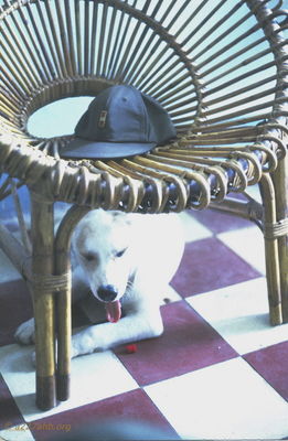  Phan Thiet barber shop dog '67 
JP Edwards Photo
