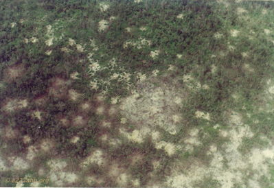 Bomb Craters
Rick Korbel Photo

III Corps, 1968 - 1969

