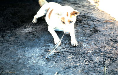 LZ Betty - Dog   "Skosch"
Jerry Westenskow Photo
