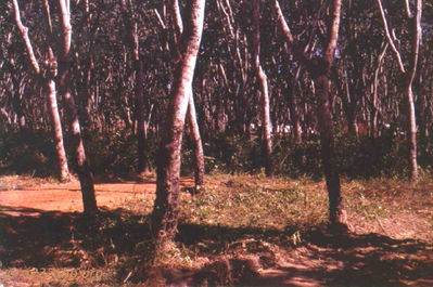 Lai Khe Rubber Trees
Howard Burbank Photo

Company area at Lai Khe

