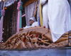 Filename=MarshallFerris_0059.jpg
Filesize=284KiB
Dimensions=1301x1044
Date added=Jul 18, 2011 MarshallFerris_0059.jpg