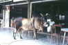 MarshallFerris_0247.jpg