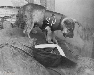Vicious Security Dog - Pleiku Main Gate
Mickey Barry Photo
Pleiku
