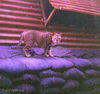 04HNB PhoucVinh1.jpg