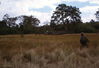 Filename=RegNelson33.jpg
Filesize=256KiB
Dimensions=1235x848
Date added=Jun 15, 2011 RegNelson33.jpg