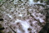 Filename=RegNelson58.jpg
Filesize=384KiB
Dimensions=1232x841
Date added=Jun 15, 2011 RegNelson58.jpg
