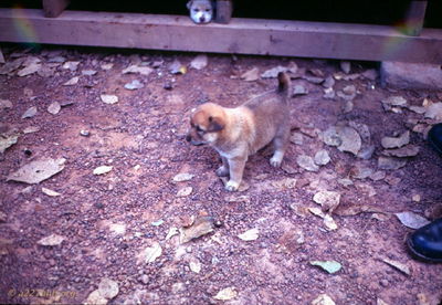 Local pet
Wayne Trucke Photo
