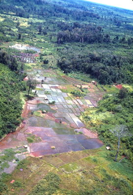 Local fields near Lai Khe 
Wayne Trucke Photo

1969
