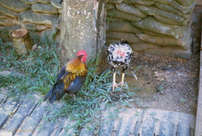 Two chickens - they had the run of the base 
Wayne Trucke Photo

Lai Khe  1969
