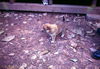 Filename=WT124-7-69_35.jpg
Filesize=250KiB
Dimensions=866x598
Date added=May 02, 2010 WT124-7-69_35.jpg