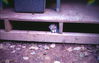 Filename=WT125-7-69_36.jpg
Filesize=152KiB
Dimensions=882x562
Date added=May 02, 2010 WT125-7-69_36.jpg